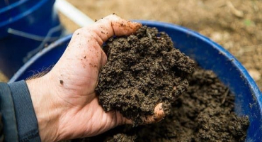 Jak a kdy sít, pěstovat a ošetřovat koriandr před zimou